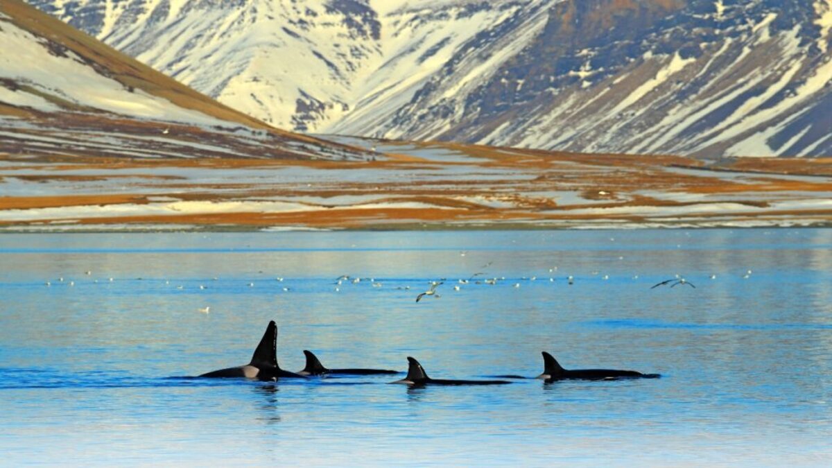 Best whale watching locations, Iceland