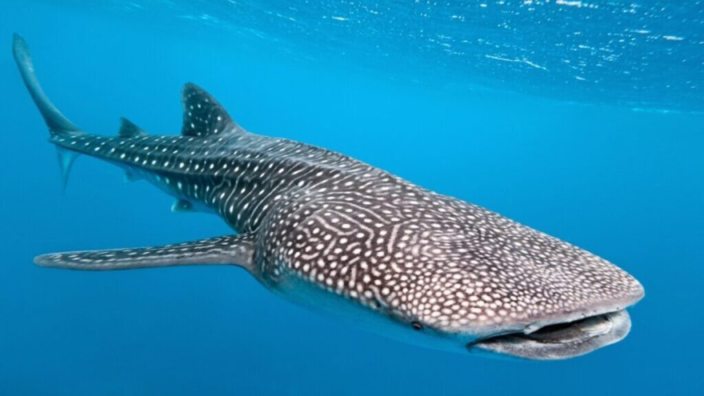 Best whale watching locations, Maldives