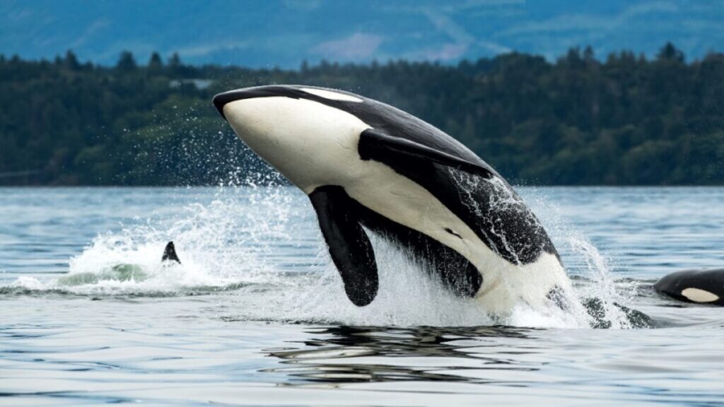 Best whale watching locations, Orca