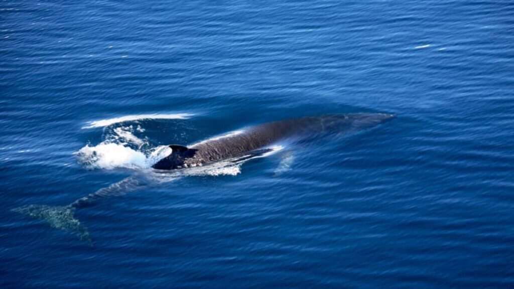 Best whale watching locations, fin whale