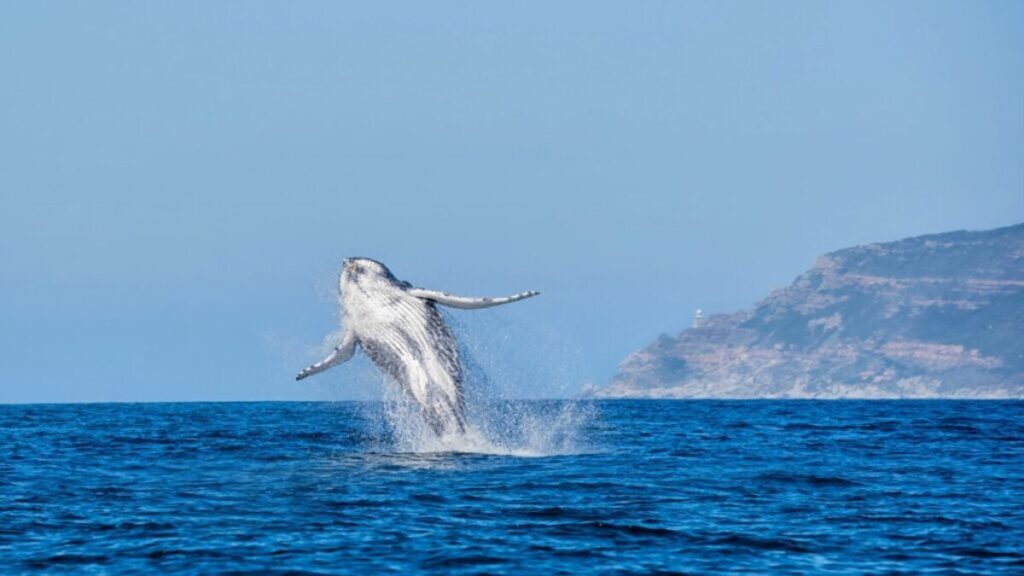Best whale watching locations, magnificent jumping whale