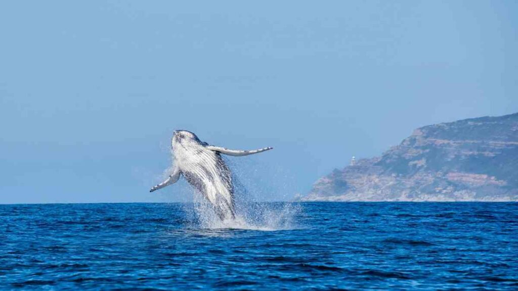 Jumping for joy