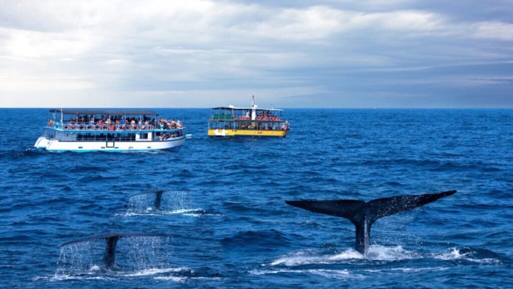 Best whale watching locations, Mirissa Sri Lanka