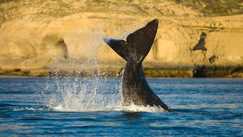 Fun facts about Argentina, Southern right whales
