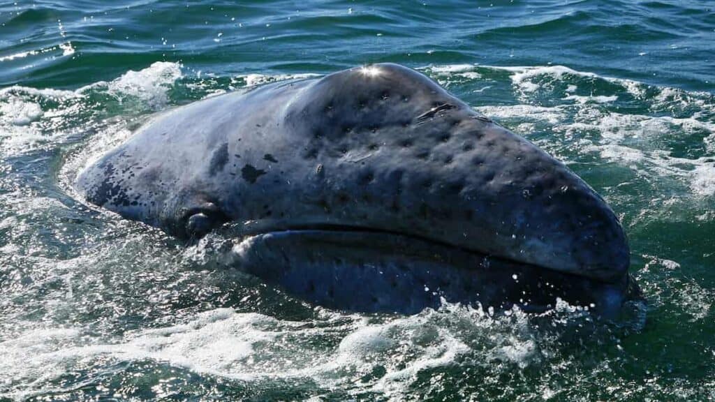 Best Whale Watching Locations, Gray Whale