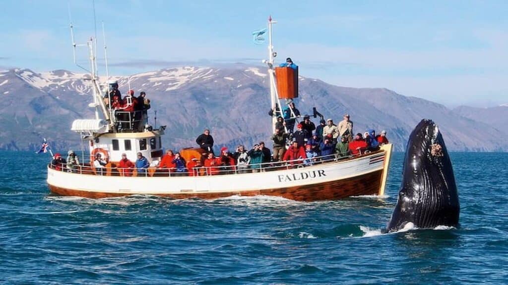 Best Whale Watching Locations, Hรบsavรญk