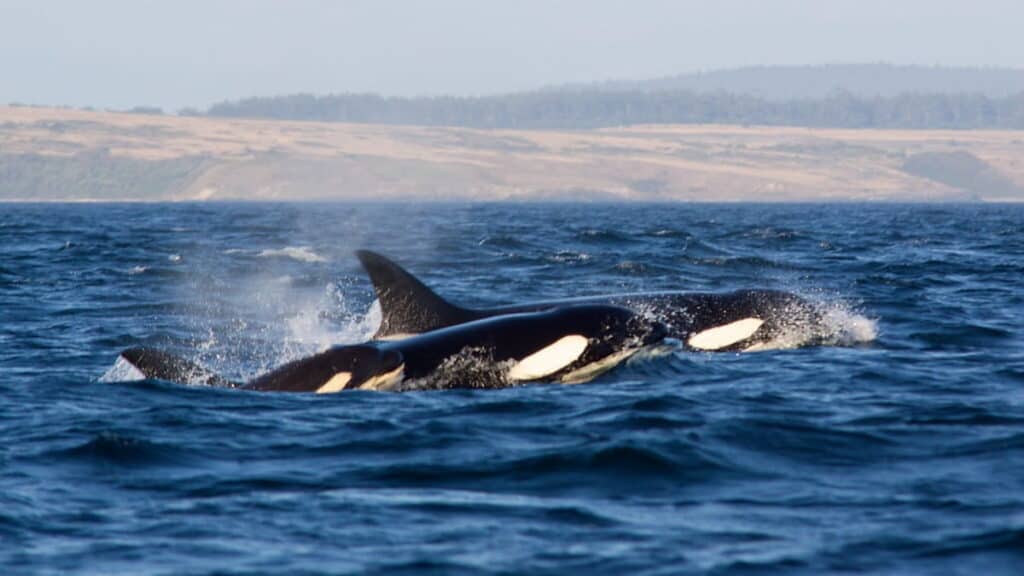Best Whale Watching Locations, Killer Whales
