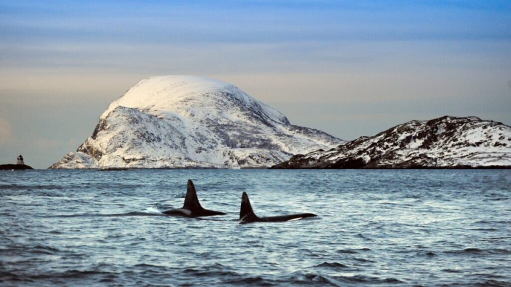 Best whale watching locations, Killer whales in Norway