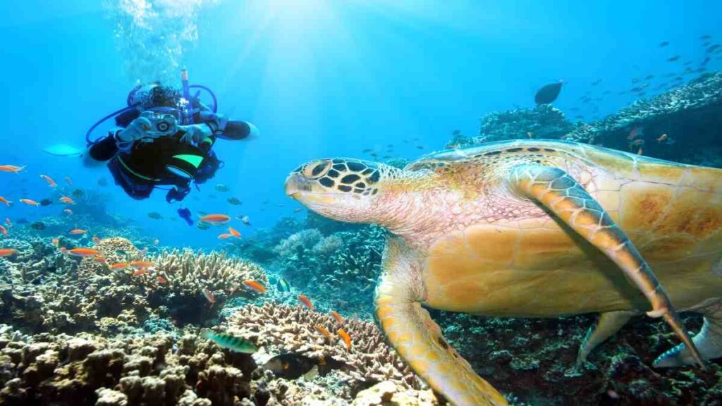 Prettiest Thai islands, Koh Tao Diving