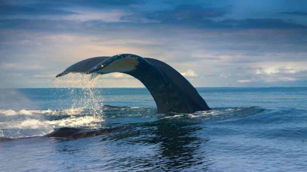 Whale watching Madeira Funchal, amazing tail.
