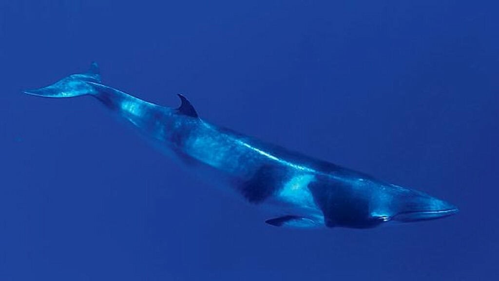 Best Whale Watching Locations, Minke whale