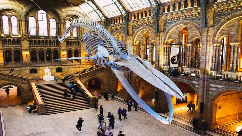 Popular attractions London England, Natural History Museum
