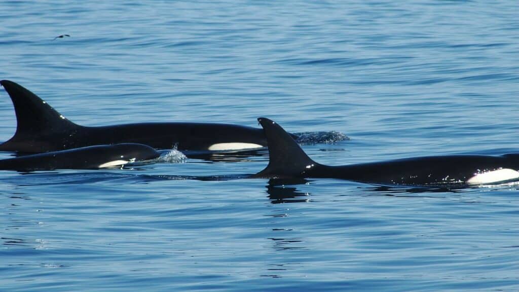 Best Whale Watching Locations, Orca Family