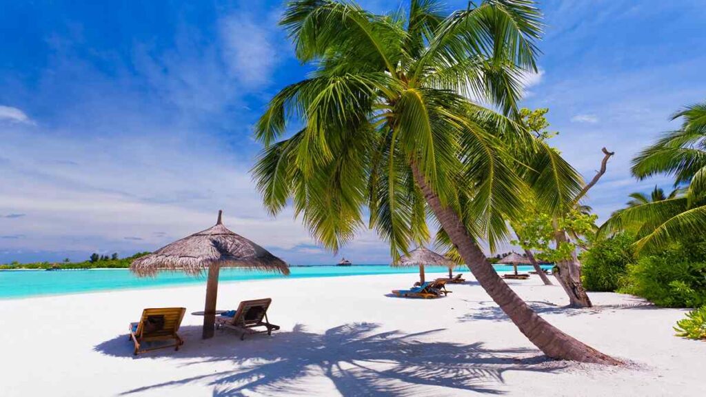 Maldives 5 day itinerary, palm tree