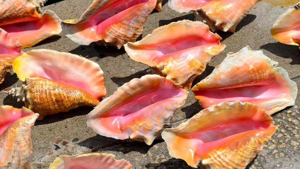 Maldives 5 day itinerary, shells