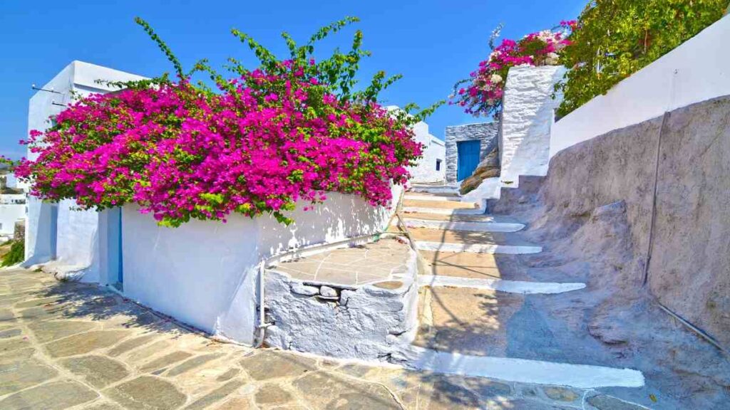 Prettiest Greek islands, Sifnos lovely flowers