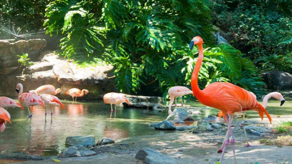Stuff to do in Florida Keys, flamingos