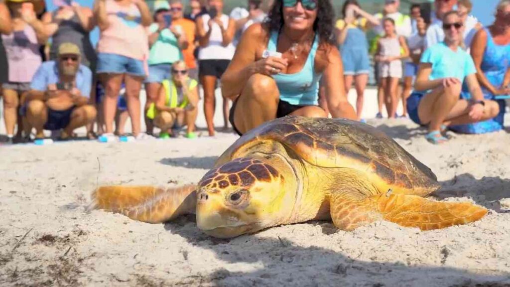 Stuff to do in Florida Keys, turtle sanctuary