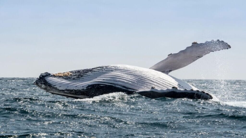 Best whale watching locations, South American adventure