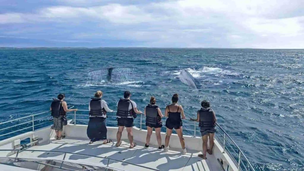 Best Whale Watching Locations, whale tour