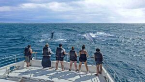 Best whale watching locations, tour watching whales