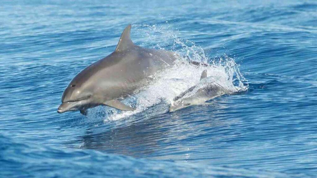 Atlantic dolphins