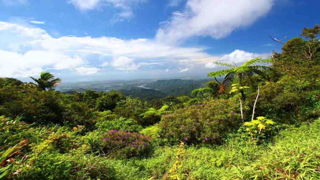 things to do in Puerto Rico, El Yunque National Forest
