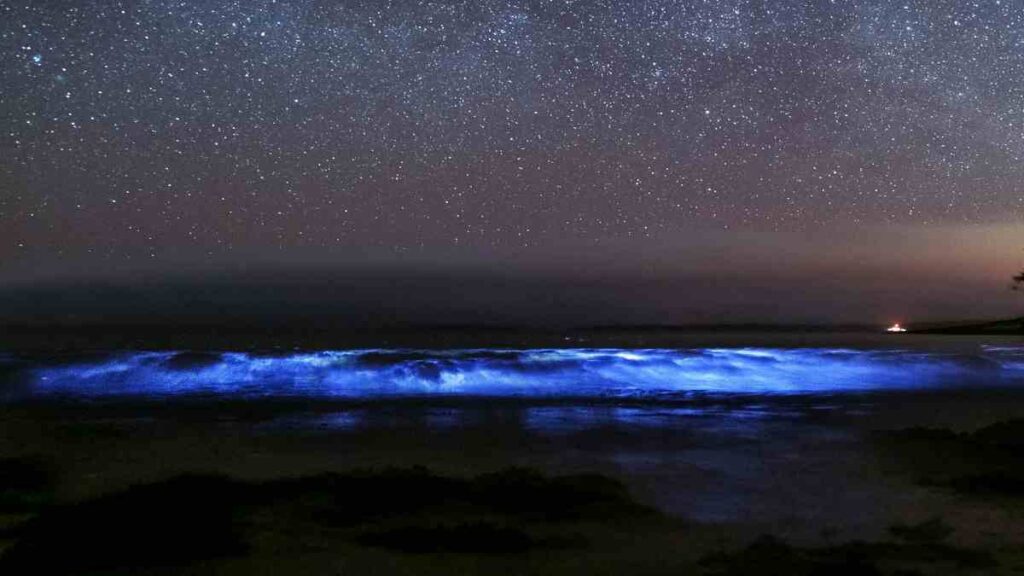 things to do in Puerto Rico, Puerto Rico's Bioluminescent Bays