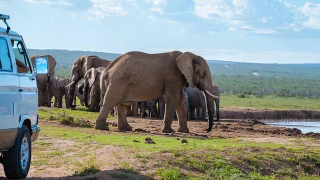 Tourist sites in South Africa, Addo Elephant National Park