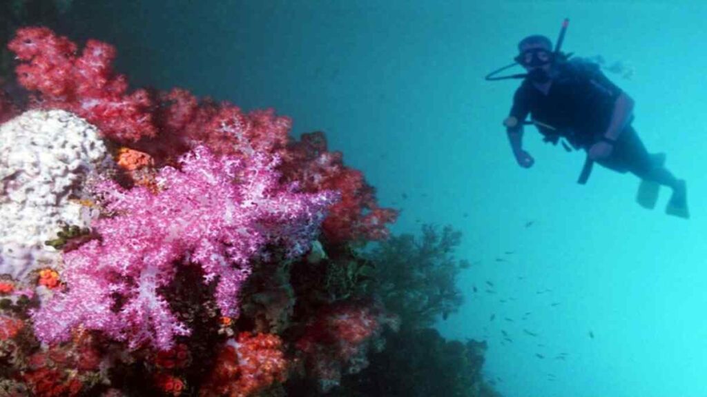 Attractions in the Florida Keys, Exploring the reefs