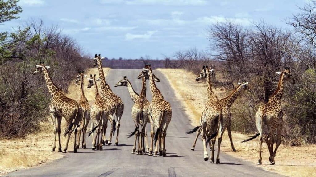Tourist sites in South Africa, Kruger Safari