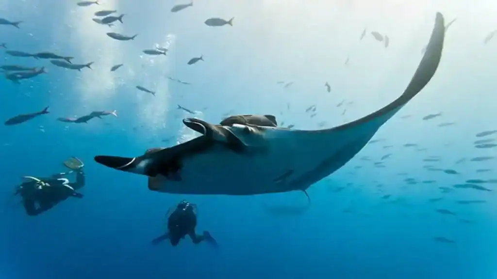 Tofo beach in Mozambique, manta ray