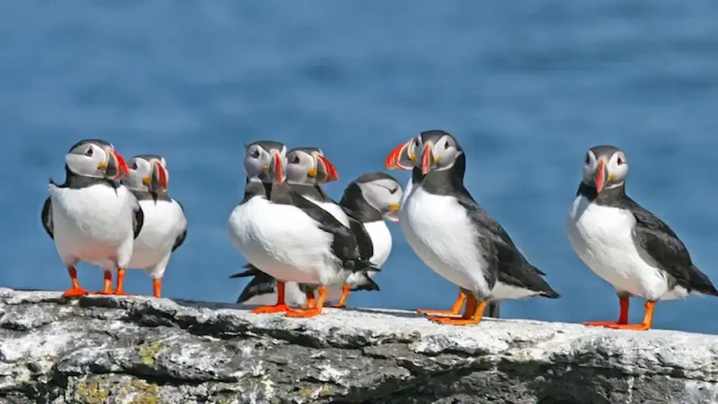 Western fjords of Iceland, Puffins