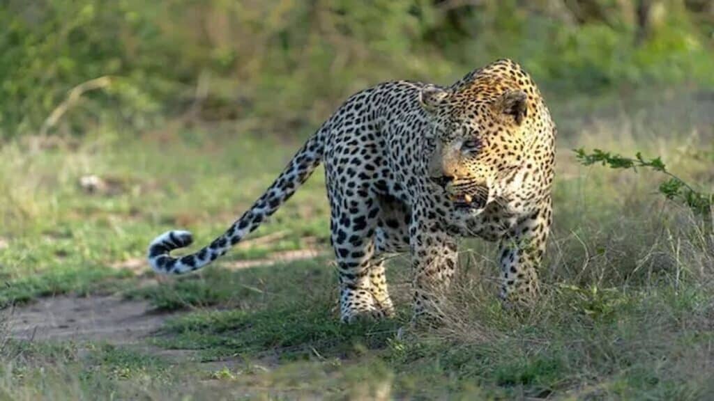 Kruger National Park safari lodges, Sabi Sands Private Reserve