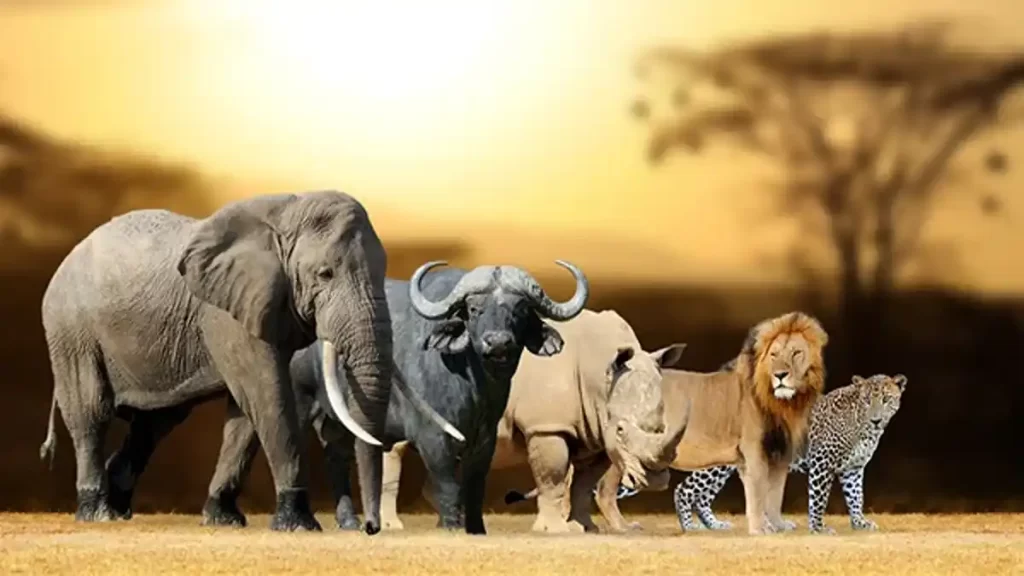 Kruger National Park safari lodges, Safari big 5
