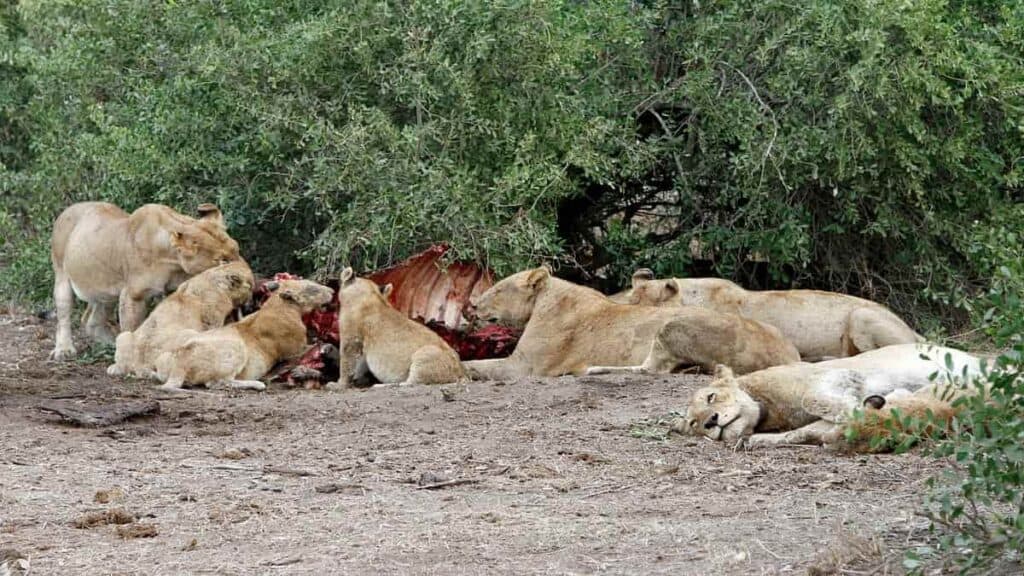 Kruger National Park safari lodges, Satara Rest Camp lions