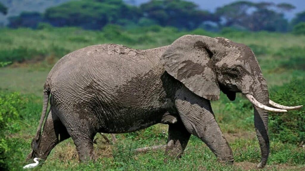 Kruger National Park safari lodges, Shingwedzi Rest Camp elephants