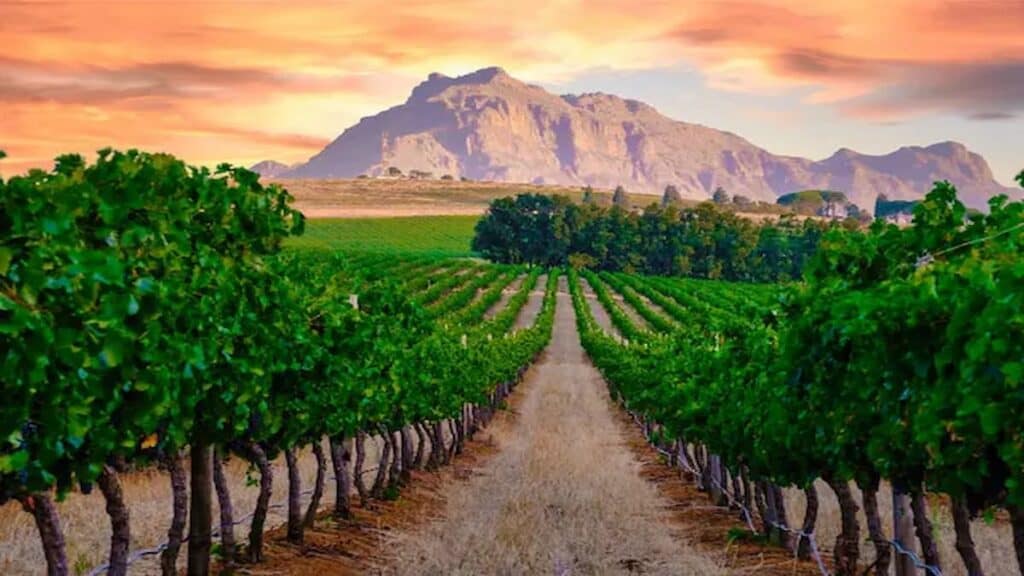 Tourist sites in South Africa, Stellenbosch Wine Estate