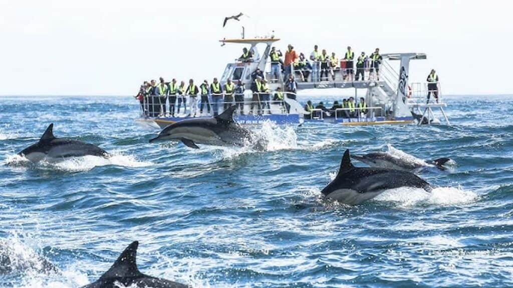 Tourist sites in South Africa, Whale watching