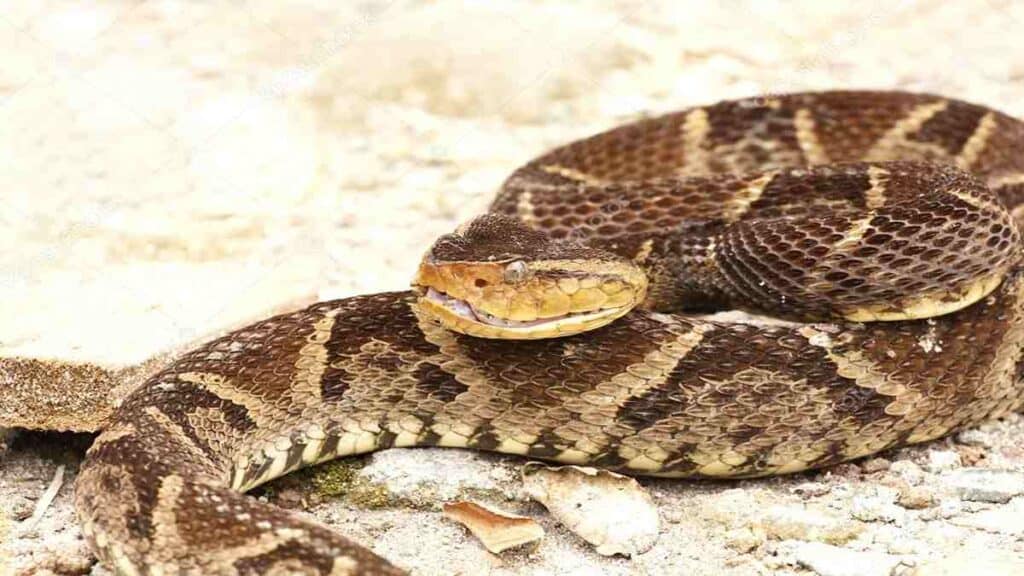 Poisonous snakes of Costa Rica, fer-de-lance snake