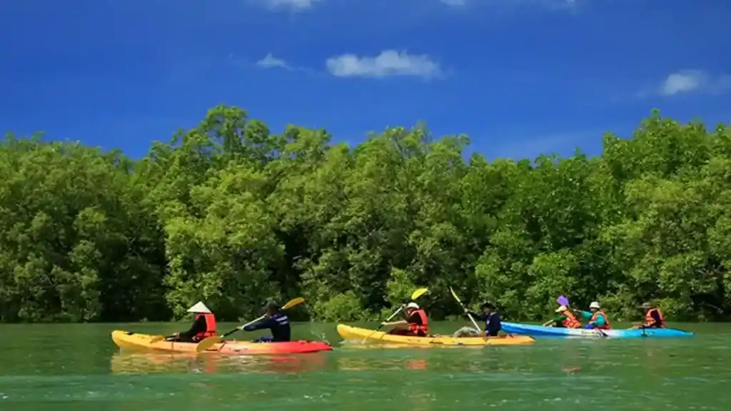 Koh Kood, mangrove kayaking
