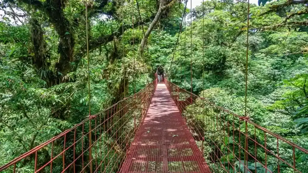 Poisonous snakes of Costa Rica, monteverde cloud forest