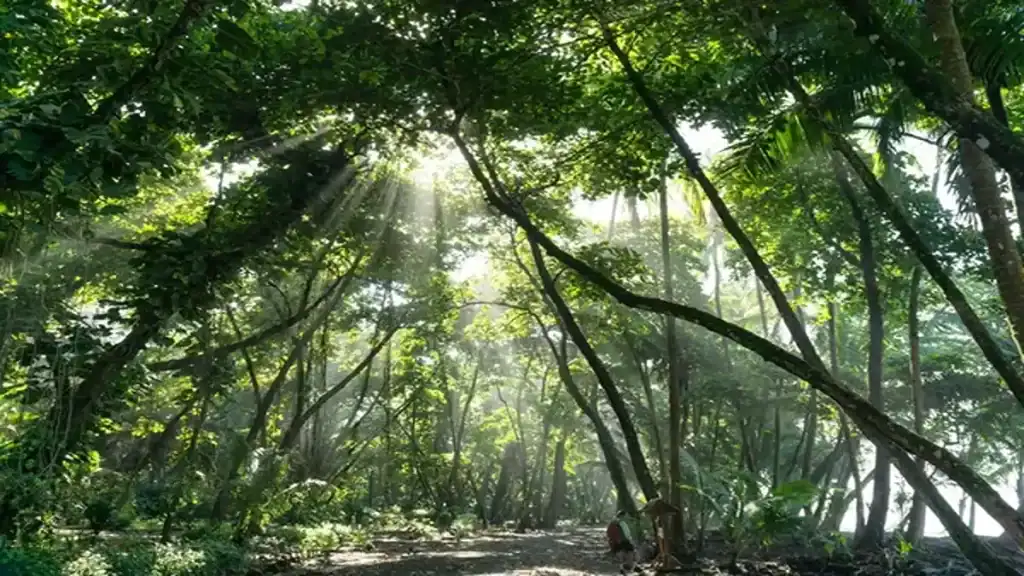 Rio Celeste river, rainy season forest