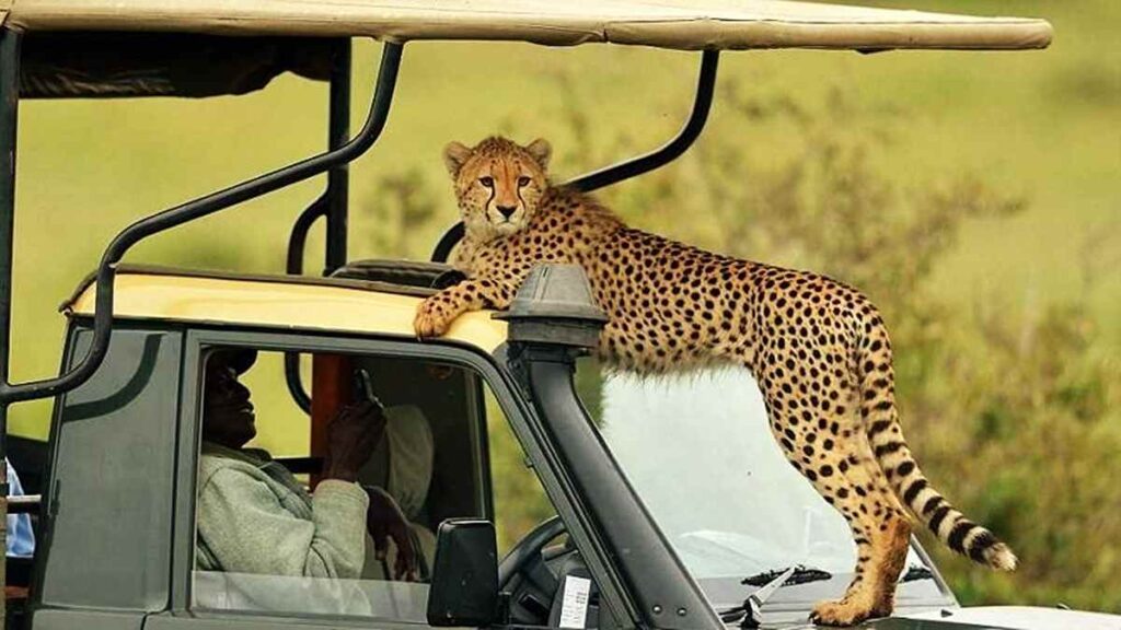 Kruger National Park safari lodges, safety tips