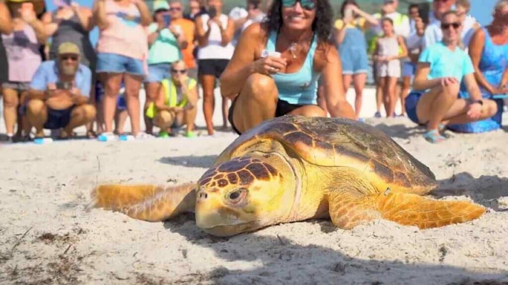 Attractions in the Florida Keys, turtle rescue
