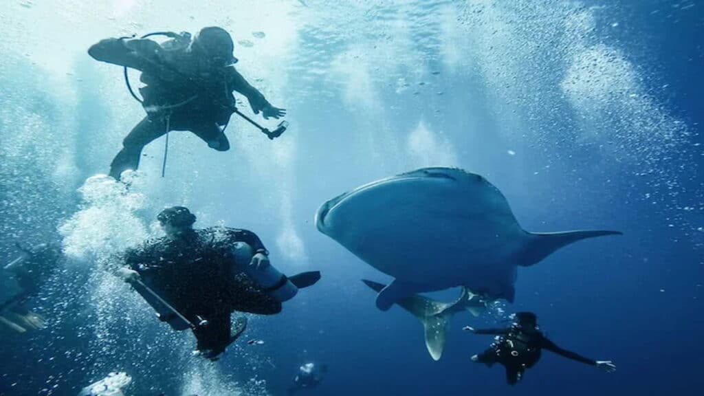 Tofo Beach in Mozambique, whaleshark with divers