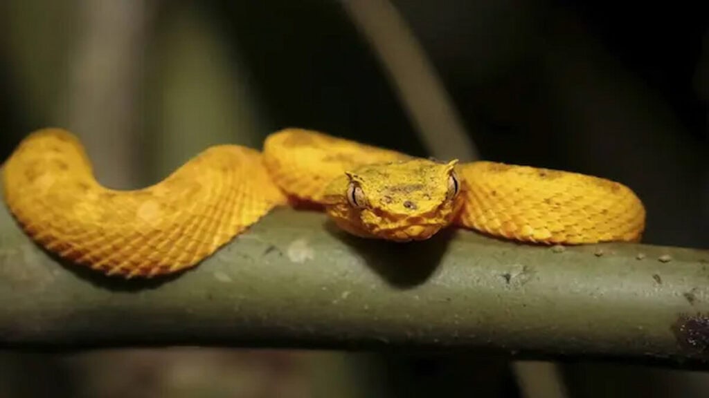 Poisonous snakes in Costa Rica, yellow-young-lance-viper