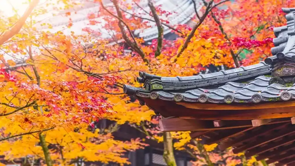 Best places to travel in october, Japan maple leaves temple
