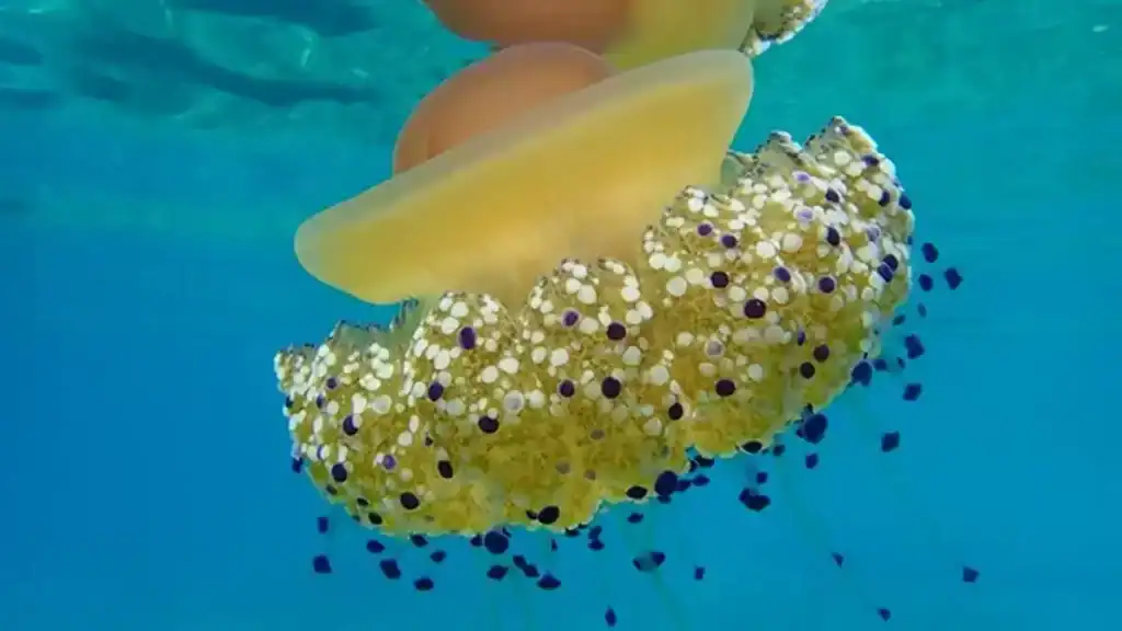 Palma de Mallorca beaches, Mediterranean jellyfish