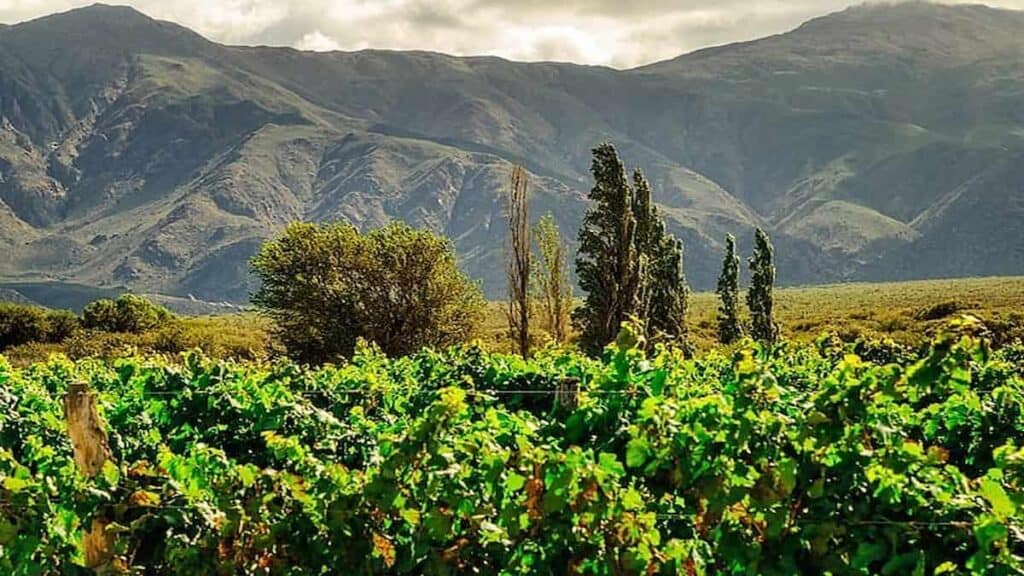 Things to see in Argentina, Cafayate wine country